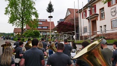 Mit Blasmusik und starken Feuerwehrmännern - der Maibaum steht